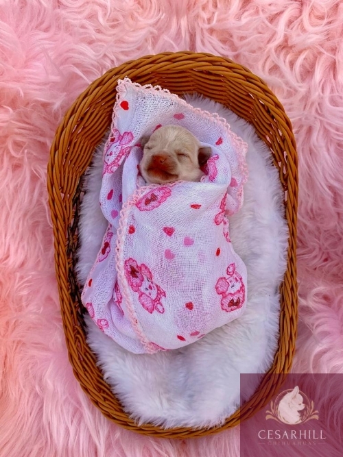 NASCIMENTO 0/05/2021

SERÁ ENTREGUE AOS 3 MESES CASTRADA, MICROCHIPADA, PEDIGREE CBKC, SOCIALIZADA, DEPARASITADA